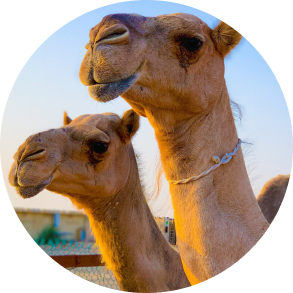 camel head illustration